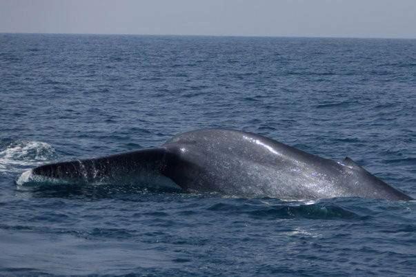 Thevindu Guest & Redmud Resturent Бандарамулла Экстерьер фото